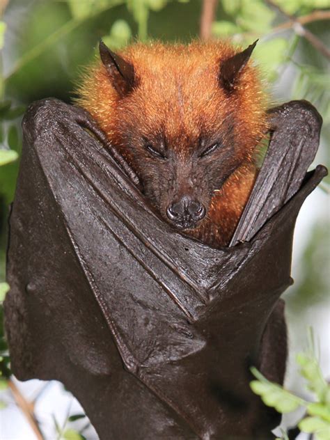 Wybierz z szerokiej gamy podobnych scen. Giant Golden-Crowned Flying-Fox - Bat Facts and Information