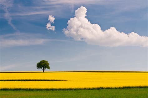 Green Tree Under White Clouds During Daytime Rapeseed Hd Wallpaper