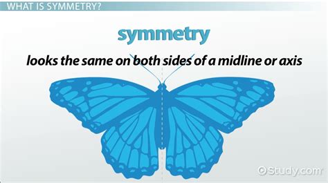 Symmetry In Animals Overview Types And Examples Video And Lesson