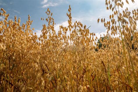 Common Oat Growing In A Oat Field Stock Image Image Of Farmland Flour 224239043