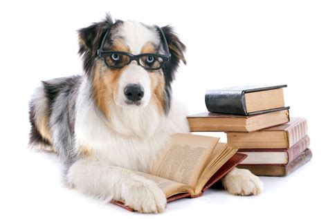 Dog Studying Pet Poison Helpline