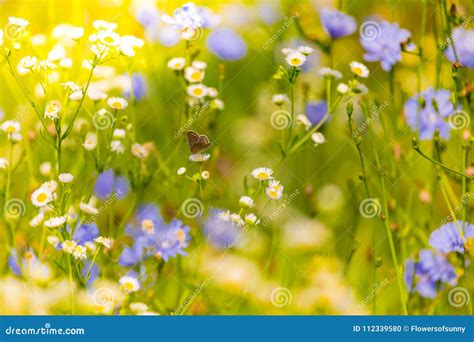 Relaxing Summer Meadow Flowers In Sunlight Stock Photo Image Of