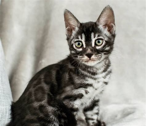 Pretty Silver Charcoal Bengal Kitten Just Before Leaving For His New