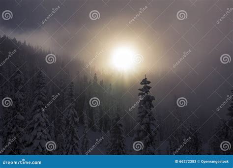 Late Hazy Sunset Through Fog Over Snowy Tree Tops In Mountain Forest
