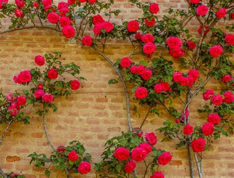 50 Climbing Rose Vine Seeds Amazing Growth And Beautiful Etsy