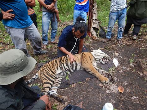 Help Us Provide Safety For Tigers International Tiger Project