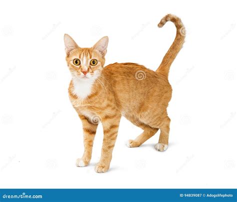 Orange Cat With Scared Look And Hunched Back Stock Image Image Of