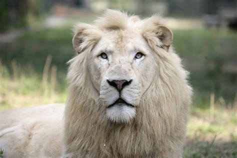 White Lion Wallpapers Animal Hq White Lion Pictures 4k Wallpapers 2019