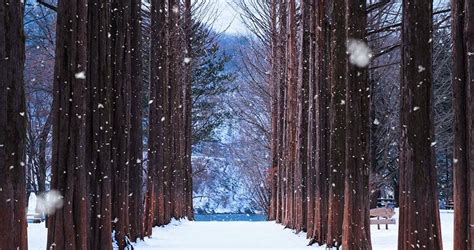 Home seasonal travel guide winter korea winter season highlights: Beautiful four seasons in Nami island, Korea