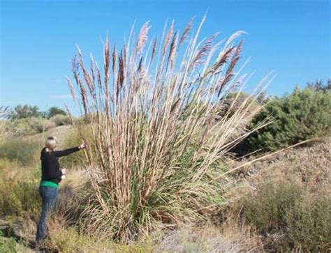 Maybe you would like to learn more about one of these? Halt escape of Ravenna grass into landscape | Home and ...