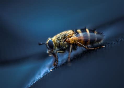 Fond Décran Animaux La Photographie Macro Insecte Mouche Aile