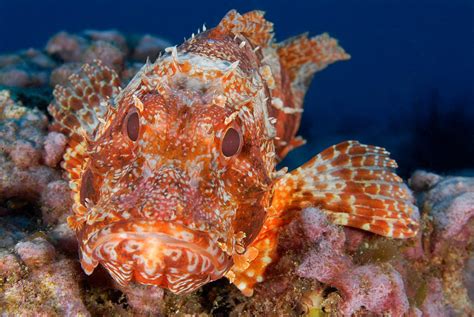 Video Eating One Of The Most Venomous Fish In The World