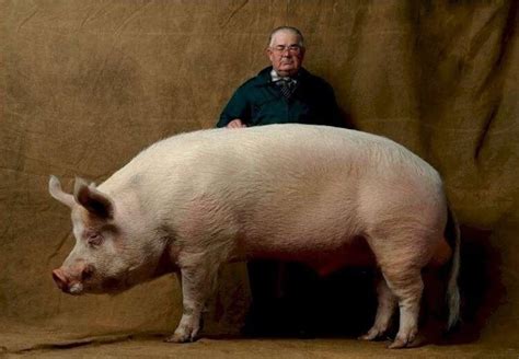 As of 2014, the fattest horse in the world that was known samson. Why did you start raising pigs the size of a polar bear in ...