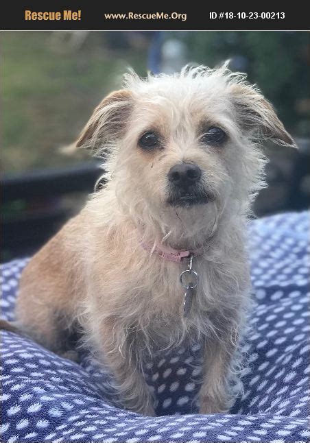 Adopt 18102300213 ~ Border Terrier Rescue ~ Los Angeles Ca