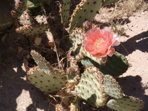 Подробное описание на английском языке. Roadrunners and Figgy Pudding: Going Native - with cactus