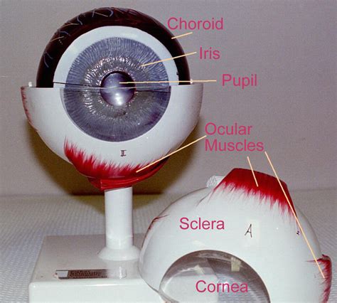 Image Result For Eye Model Labeled Ear Anatomy Eyes Ocular