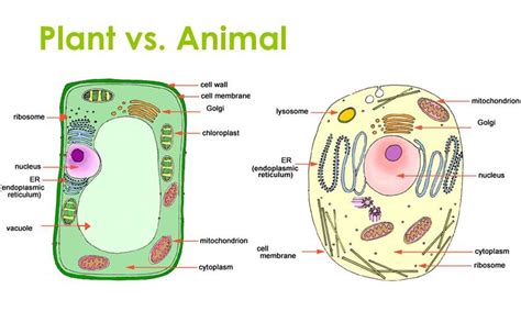 This diagram shows a typical animal cell. Cell: Cell Organelles, Plant Cell Vs Animal Cell ...