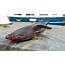 22ft Long Endangered Shark Dragged Up By Spanish Trawler  ViralTab