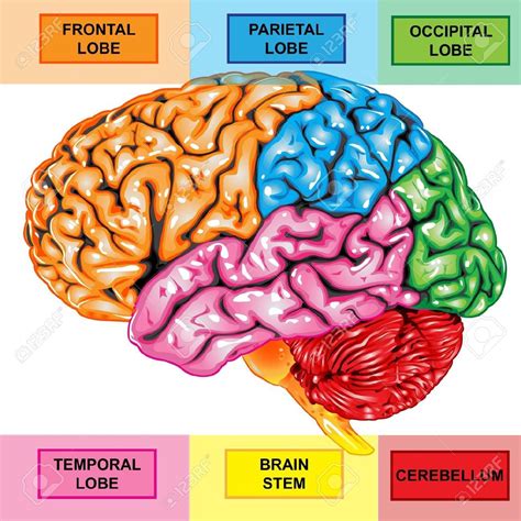 Human Anatomy Diagram. Science Developed Human Brain  | Brain lobes, Brain diagram, Human brain