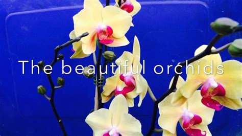 The Orchid Kid Makes An Online Video Advertisement Trailer Youtube