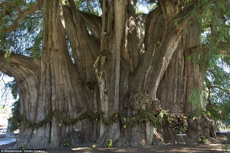 Amazing Images Of The Most Extraordinary Trees In The World Tree