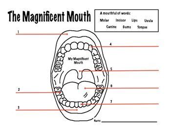 Mouth Dental Health Magnificent Mouth Worksheet Science Lessons Middle School Dental Health