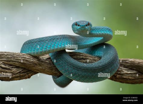 White Lipped Island Pit Viper On A Branch Indonesia Stock Photo Alamy