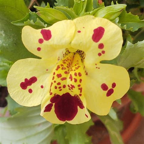 Mimulus Luteus Yellow Monkey Flower In Gardentags Plant Encyclopedia