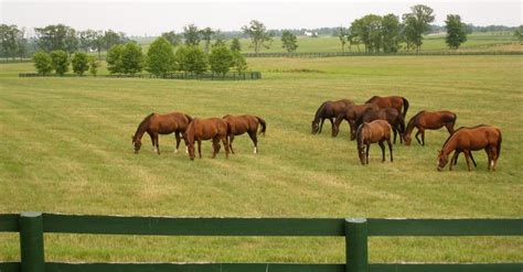 Kentucky Horse Farm For Sale In The Lexington Bluegrass Area