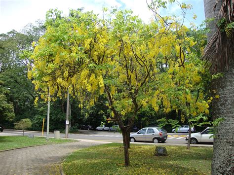 Cassia Fistula Gold Tree Usda 10b 11 Nitrogen Fixer Gold Tree