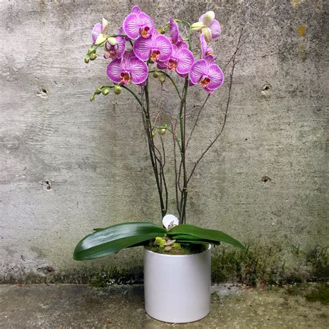 Double-Stem Color Phalaenopsis Orchid Plants in Seattle, WA | Fiori ...