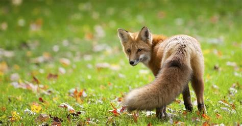 An omnivore is an animal that eats both plants and animals, which may include list of carnivores. My Northwest Rhode Island : Wildlife Officials Concerned ...