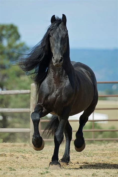 10 Most Expensive Horse Breeds In The World Horses Horse Breeds Breeds