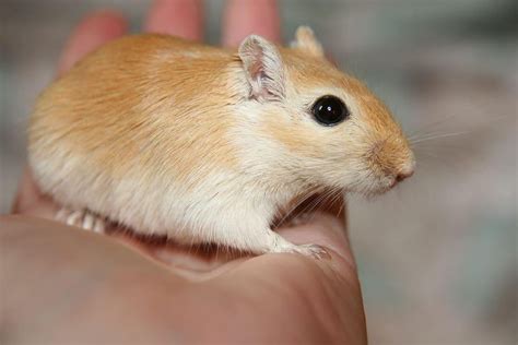 A Guide To Keep Your Pet Gerbil Safe And Happy Living In This Season
