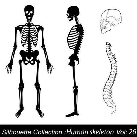 119450 Skeleton Vectors Royalty Free Vector Skeleton Images