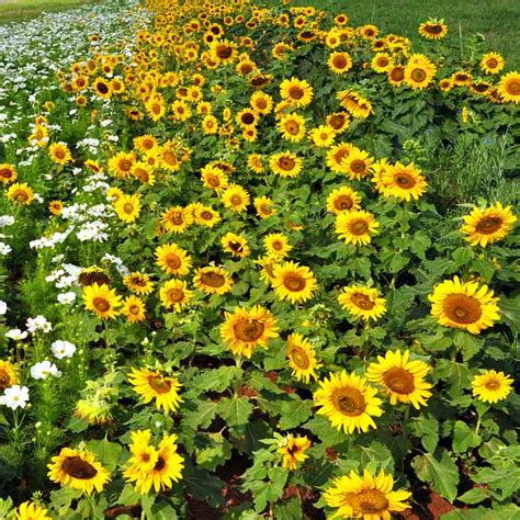 Heirloom Dwarf Sunspot Sunflower Seeds Terroir Seeds