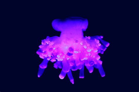 Cassiopea Is A Genus Of True Jellyfish And The Only Members Of The