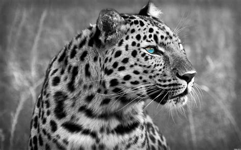 Black And White Cheetah Wallpapers Top Free Black And White Cheetah