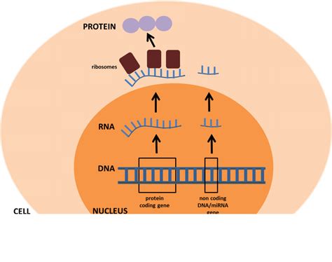 The Role Of Micrornas In Cancer We Are Eaton