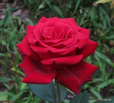 Rose Rosa Mister Lincoln In The Roses Database