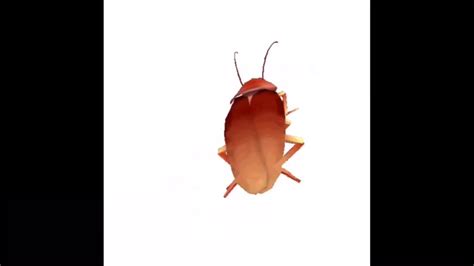 dancing cockroach [extended version] hd quality youtube