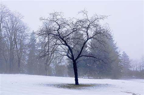 Foggy Tree Photograph By Frank Burnside Fine Art America