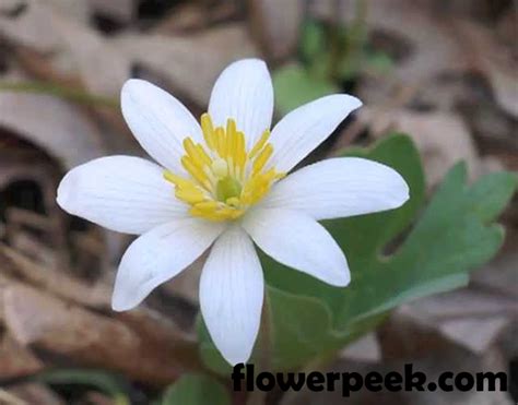 How To Grow Bloodroot From Seed