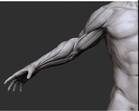 5 The Arms Zbrush Digital Sculpting Human Anatomy Book