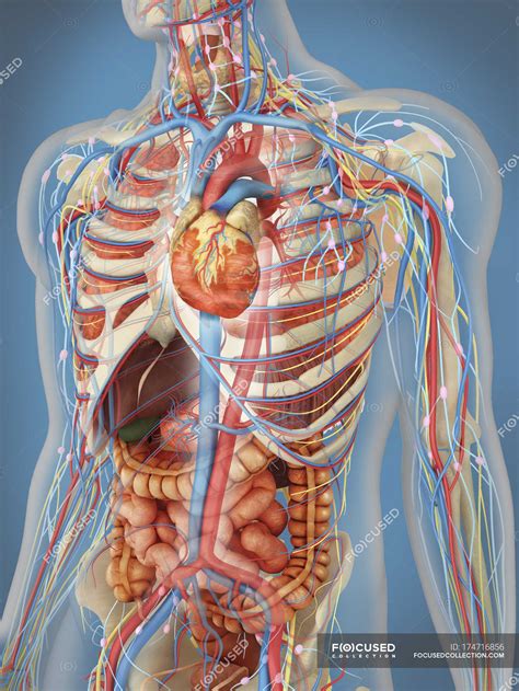 Anatomy human body organs male human organ diagram body. Transparent human body showing heart and main circulatory ...