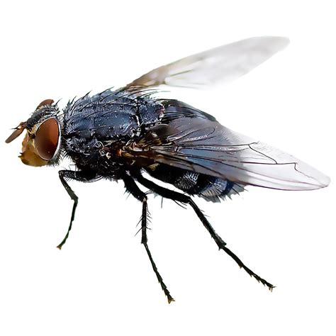Black Fly Insect Mosquito Housefly Fly Png Download 10001000