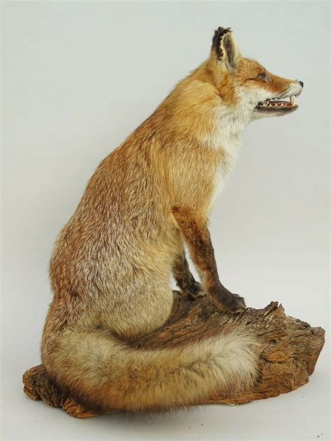 Antiques Atlas Taxidermy Red Fox Full Mount Sitting As623a1727