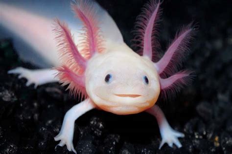 Top 10 Most Beautiful Pink Animals Depth World