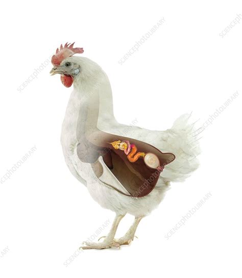 Chicken Reproduction Artwork Stock Image C0118408 Science Photo Library