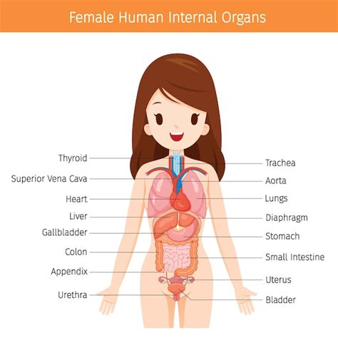 Anatomía Humana Femenina Diagrama De órganos Internos Vector Premium